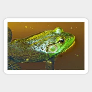 "Pluck your magic twanger, Froggy!" Sticker